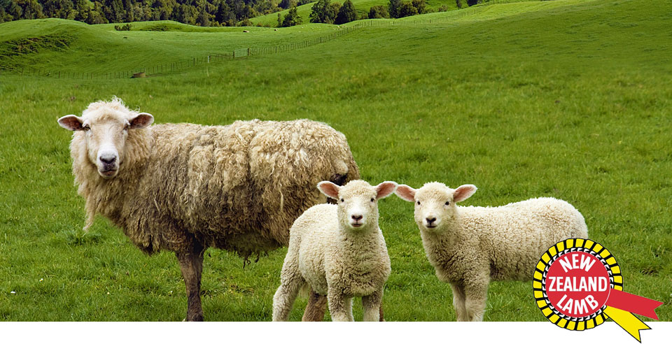 Lammfleisch aus Neuseeland